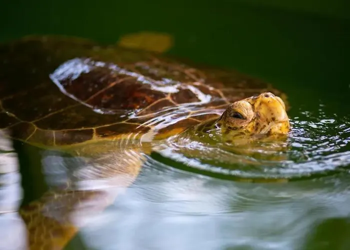 Βίλα Daisy Dalyan